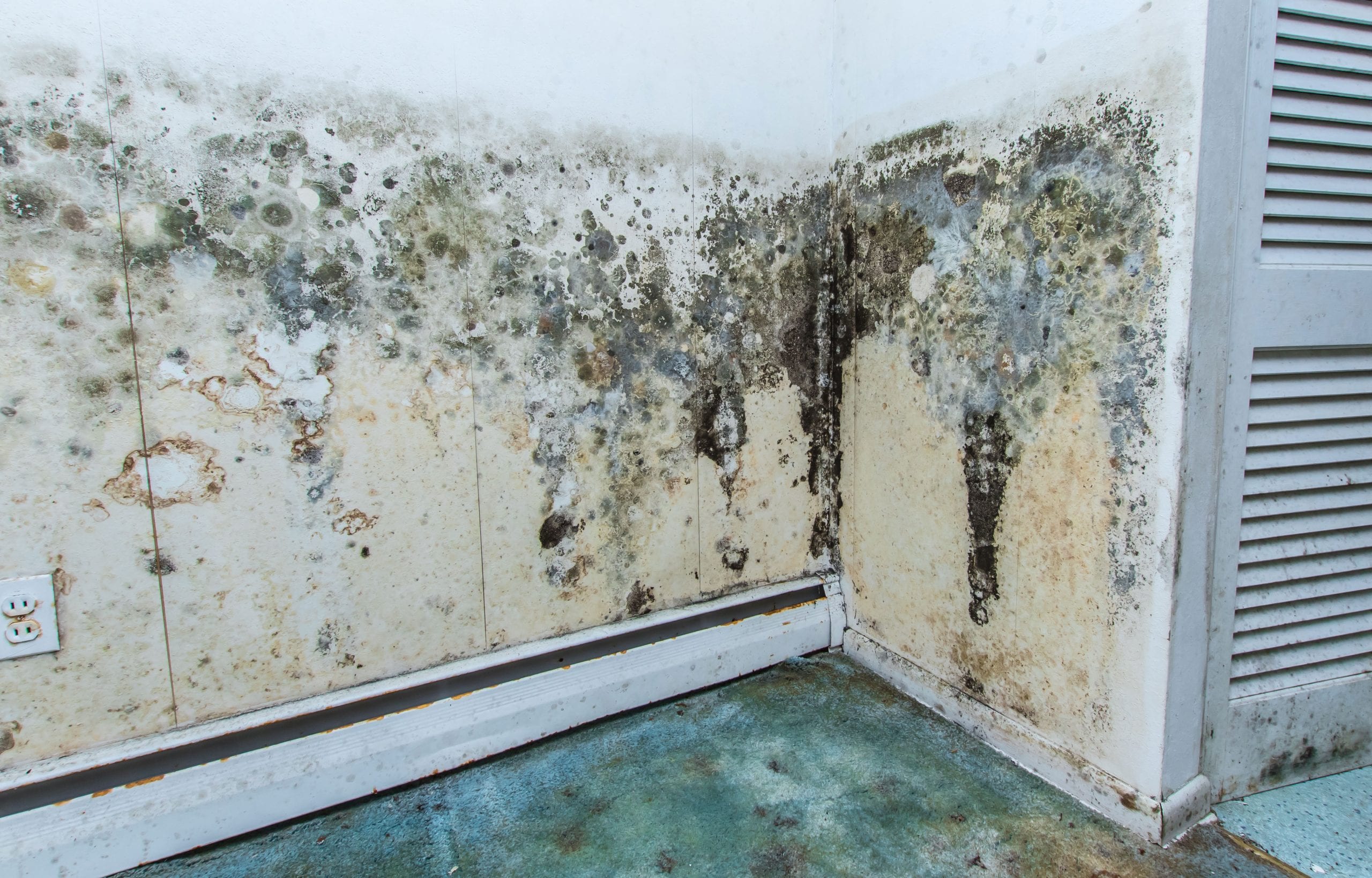 mold removal companies conway
